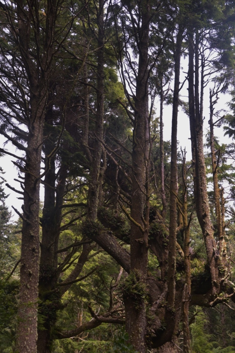 old growth trees on Cape Lookout